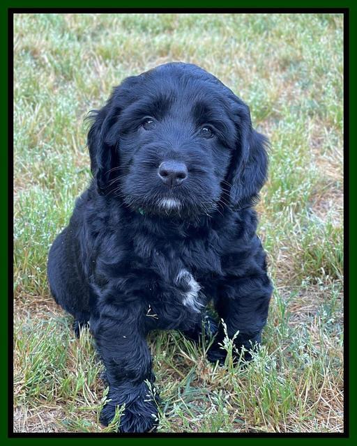 Raven Traveler pups 6 weeks old 201