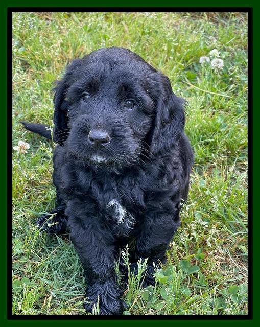 Raven Traveler pups 6 weeks old 221