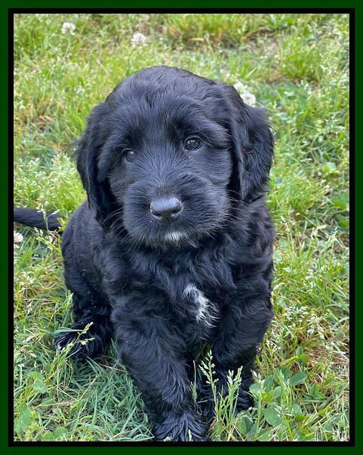 Raven Traveler pups 6 weeks old 231