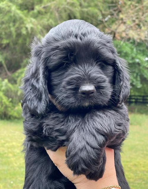 Raven and Traveler 7 wk old 161