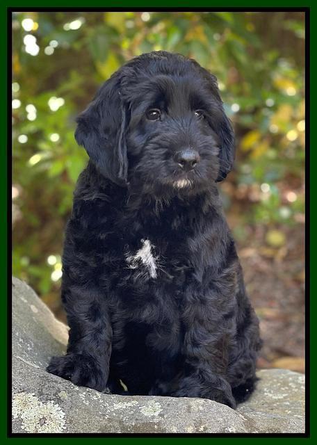 Raven traveler 8 wks old 401