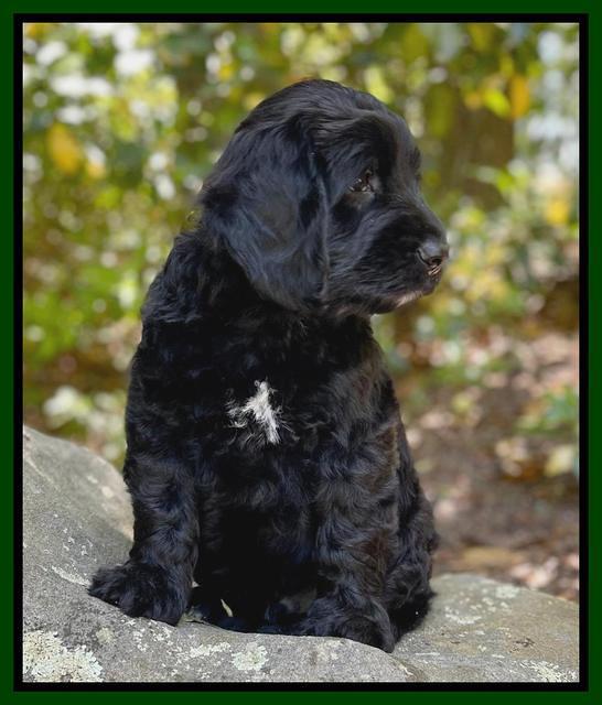 Raven traveler 8 wks old 421