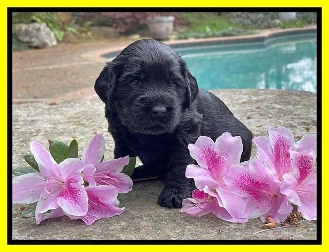 Raven Traveler pups 3 wks old 241