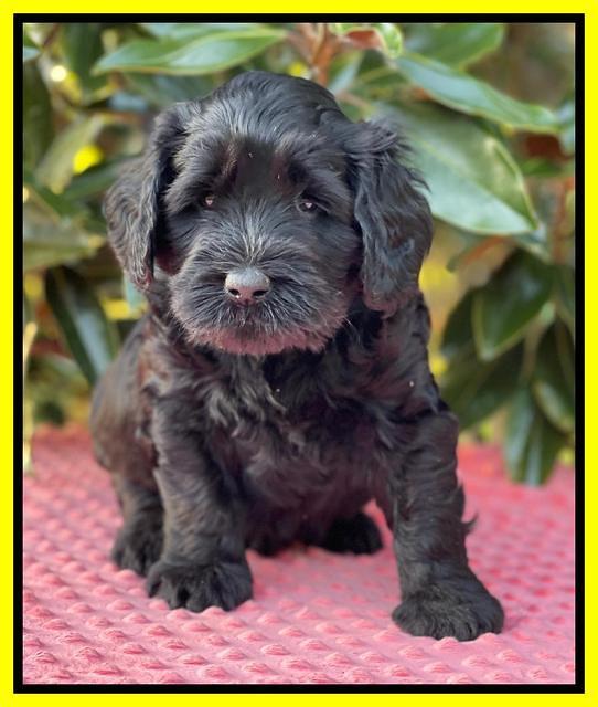 Raven Traveler pups 5 weeks old 251