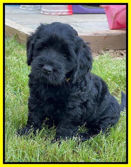 Raven Traveler pups 6 weeks old 271