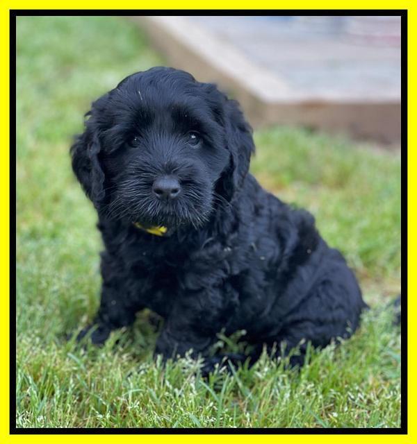 Raven Traveler pups 6 weeks old 281