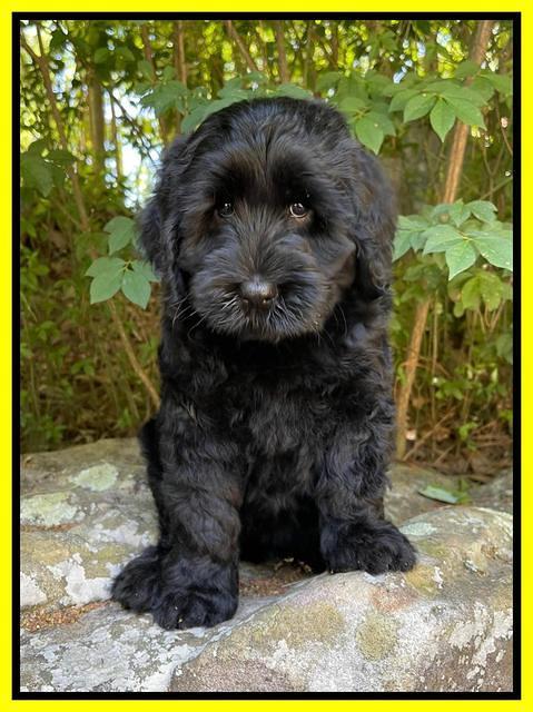 Raven traveler 8 wks old 261