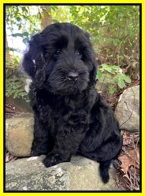 Raven traveler 8 wks old 271