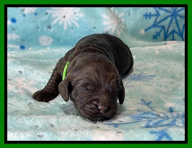 Raven Traveler pups 1 week pics131