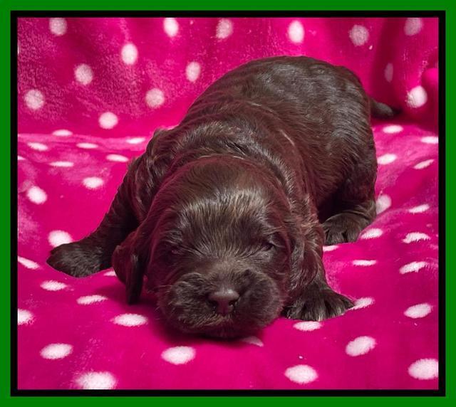 Raven Traveler pups 2 wks old 171