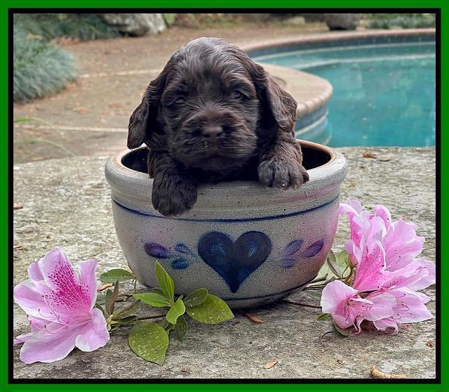 Raven Traveler pups 3 wks old 271