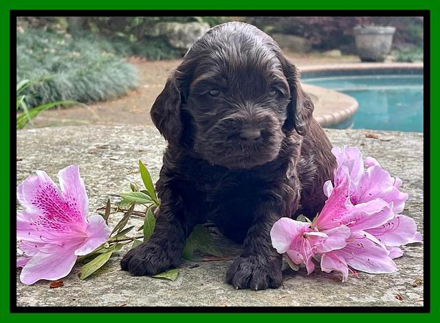 Raven Traveler pups 3 wks old 291