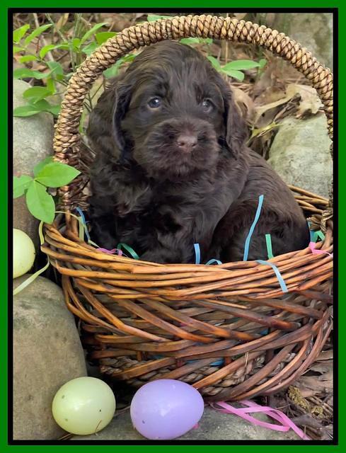 Raven Traveler pups 4 wks old 341