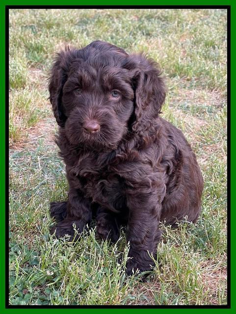 Raven Traveler pups 6 weeks old 311