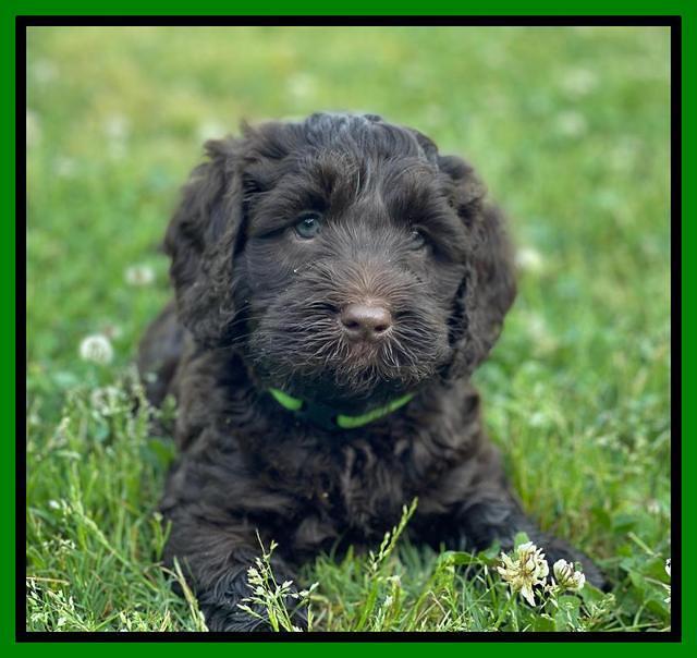 Raven Traveler pups 6 weeks old 341