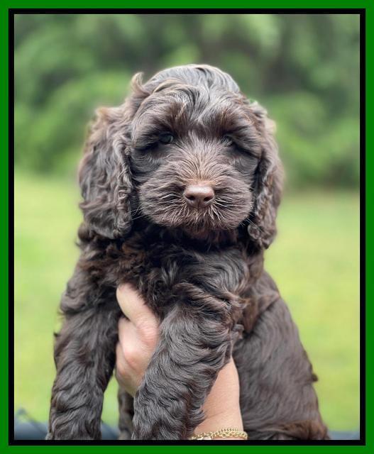 Raven and Traveler 7 wk old 201