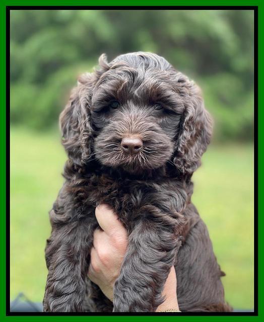 Raven and Traveler 7 wk old 211