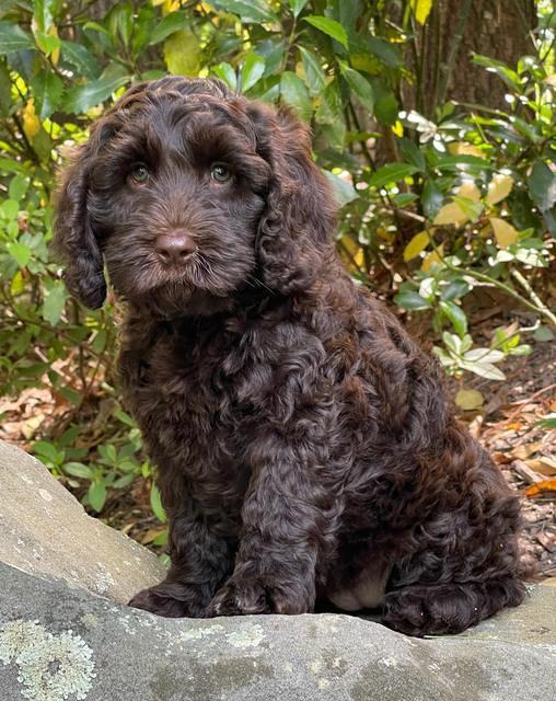 Raven traveler 8 wks old 71