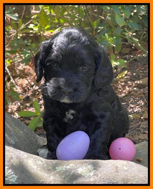 Raven Traveler pups 4 wks old 401