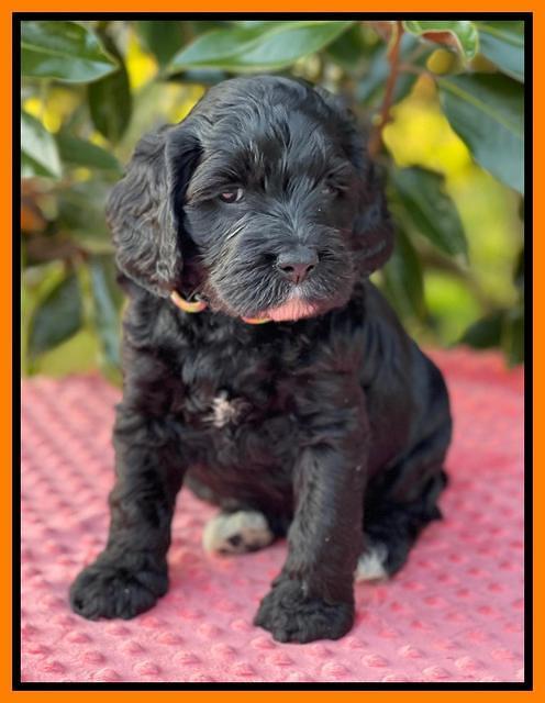 Raven Traveler pups 5 weeks old 351