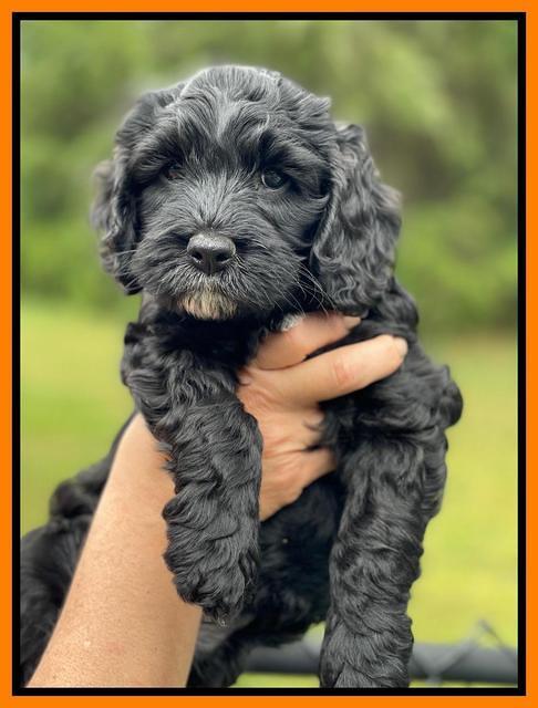 Raven and Traveler 7 wk old 241