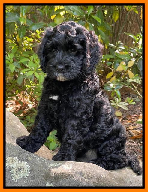 Raven traveler 8 wks old 141