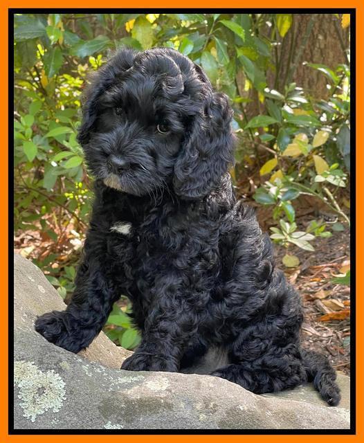 Raven traveler 8 wks old 151