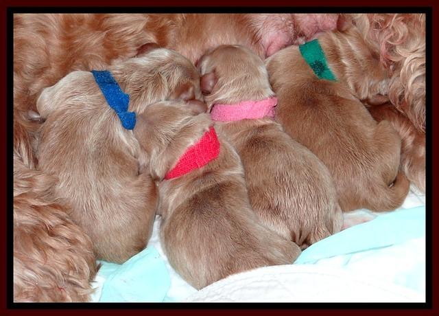 RR newborn pups 21