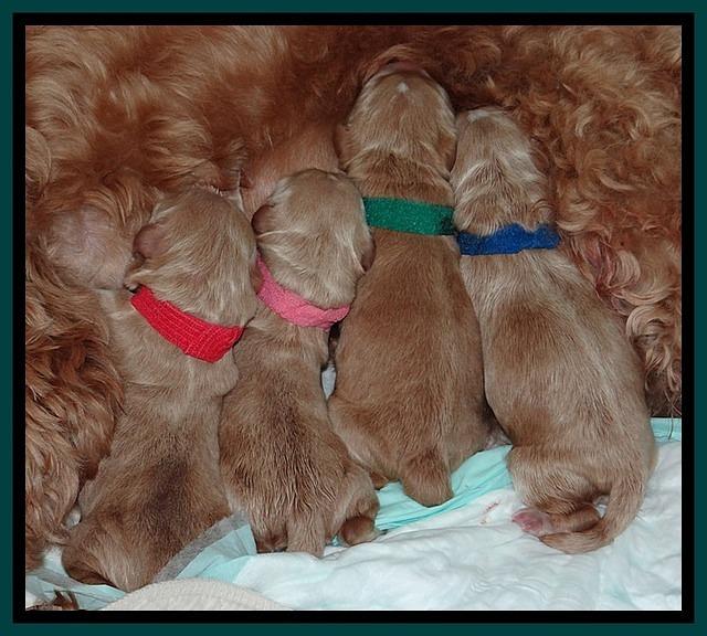 RR newborn pups 31