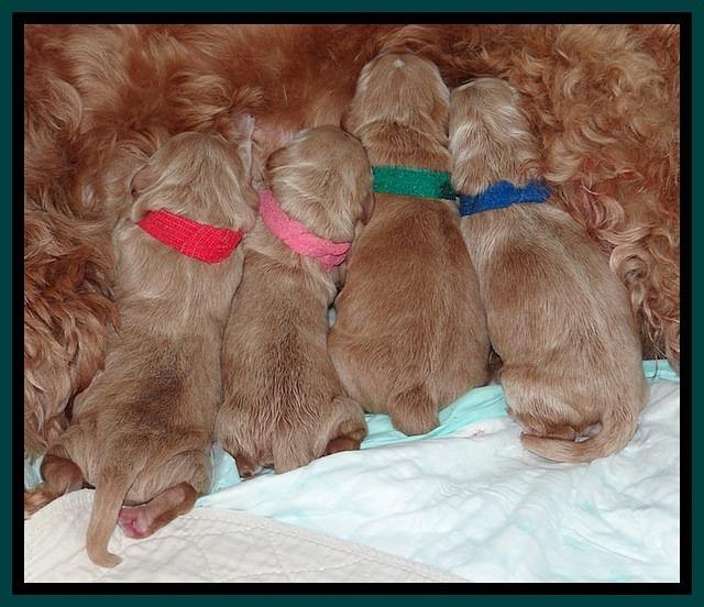 RR newborn pups 41