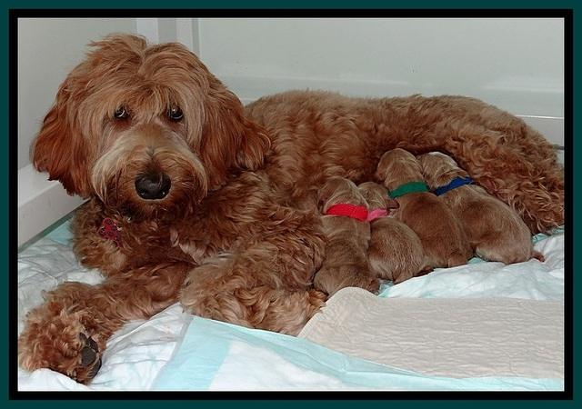 RR newborn pups 51