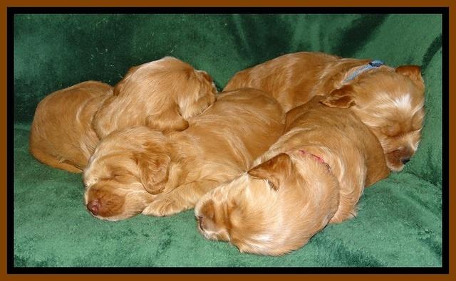 RR pups 2. 5 wks old51