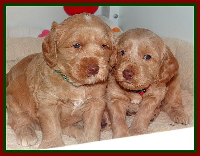 RR pups 4 weeks old 221