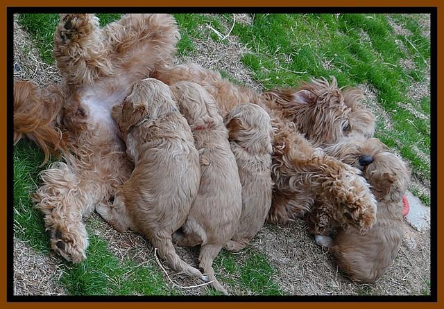 RR pups 4.5 wks old 191