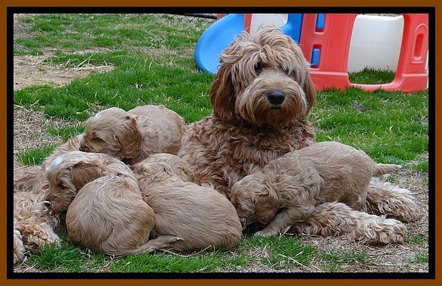 RR pups 4.5 wks old 201