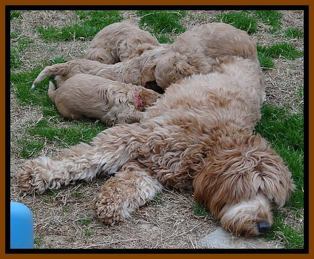 RR pups 4.5 wks old 221