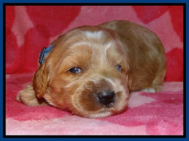 RR pups 2 wks old 21