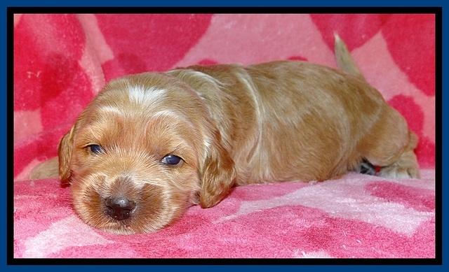 RR pups 2 wks old 31