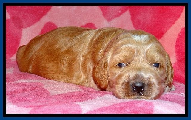 RR pups 2 wks old 51