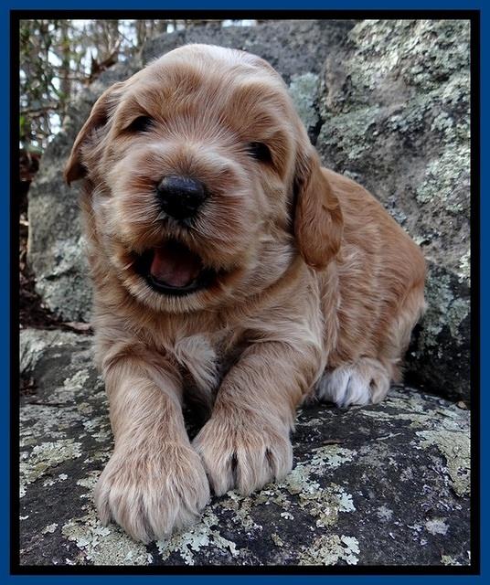 RR pups 3 weeks old 21