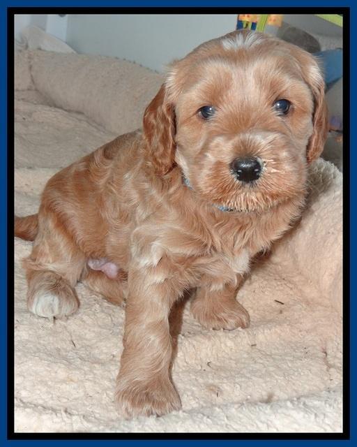 RR pups 4.2 weeks old 51