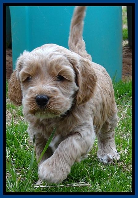 RR pups 4.5 wks old 31