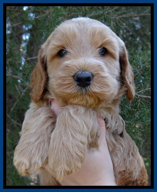 RR pups 5 wks old 31