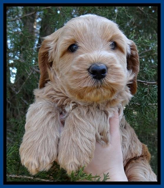 RR pups 5 wks old 41