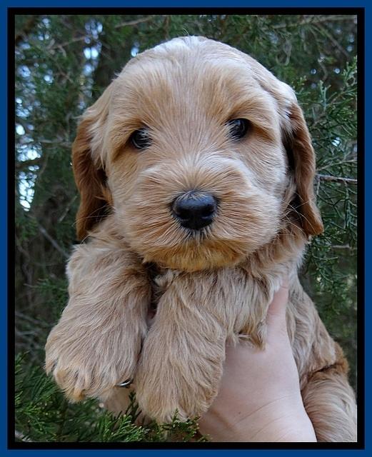 RR pups 5 wks old 51