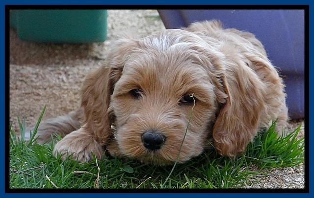 RR pups 6 wks old 151