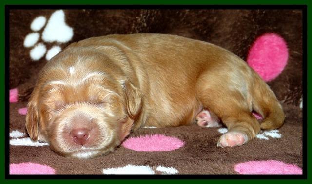 RR pups 1 week old 121