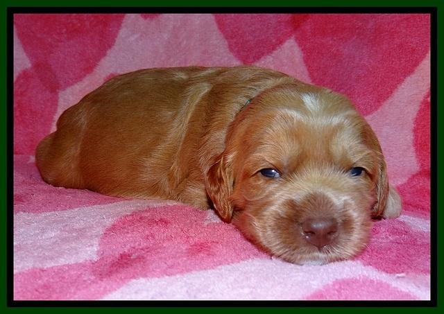 RR pups 2 wks old 121