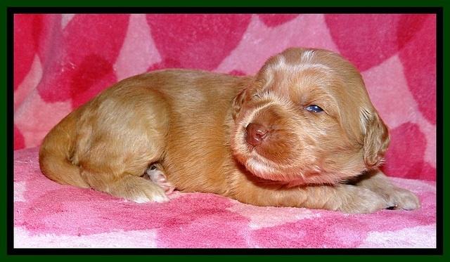 RR pups 2 wks old 151