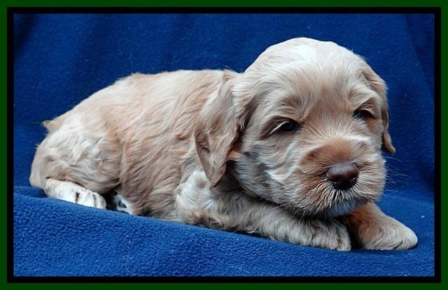 RR pups 4 weeks old 151